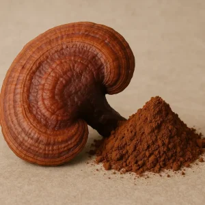 Reishi extrakt – účinky podle tradiční čínské medicíny i moderní vědy