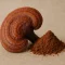 Reishi extrakt – účinky podle tradiční čínské medicíny i moderní vědy